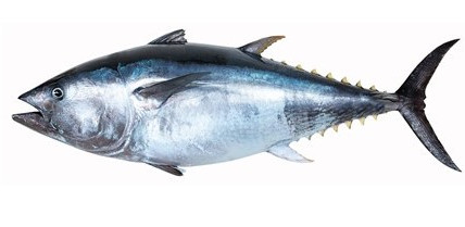 GAZEL FOOD bluefin tuna