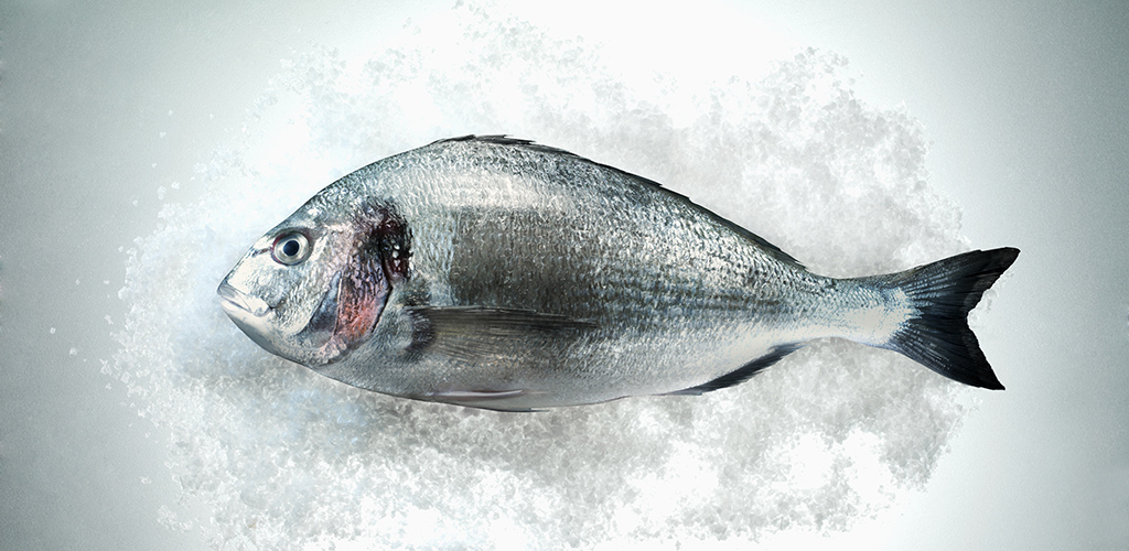 GAZEL FOOD mediterranean sea bream