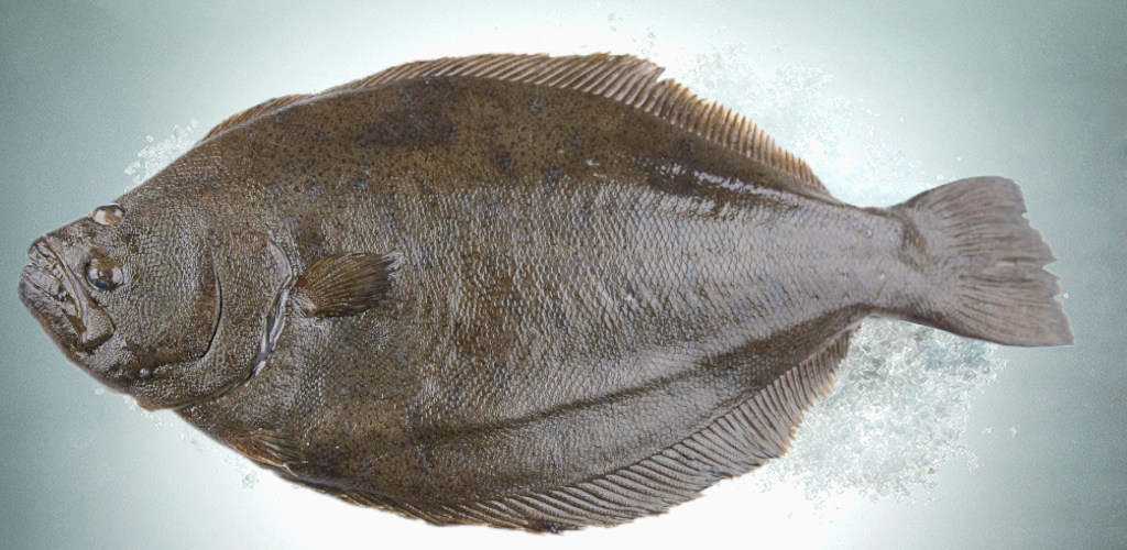 GAZEL FOOD Olive Flounder